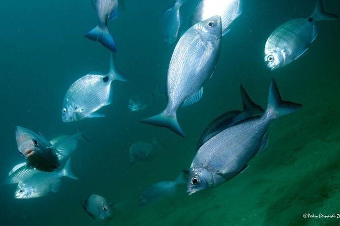 Double dive in the Algarve. Don't stop on the beach! - Practical Details and Tips