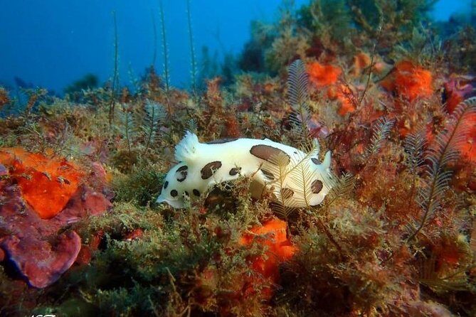 Double dive in the Algarve. Don't stop on the beach! - Final thoughts