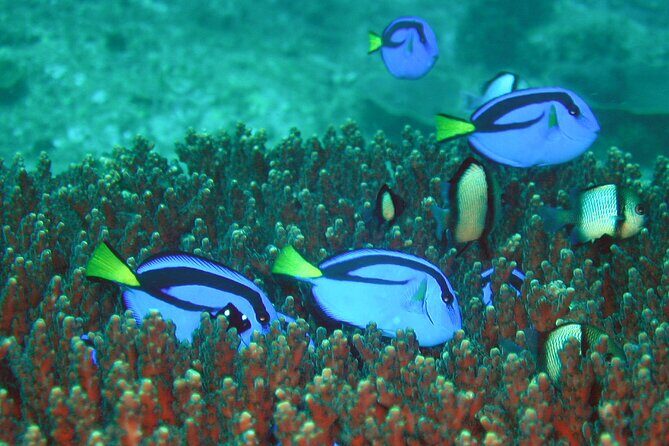 Double Dive to South Solitary Island Coffs Harbour - The Sum Up: Who Is This Tour Best For?