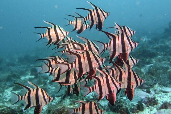 Double Dive to South Solitary Island Coffs Harbour - Frequently Asked Questions