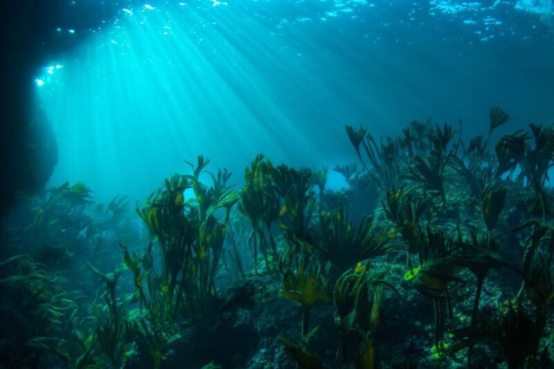 Double Scuba Dive on a Marine Reserve - Final Thoughts