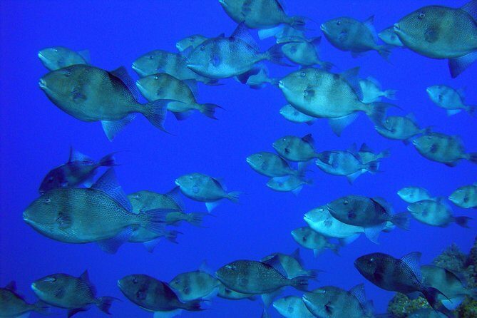 Double Scuba Diving - The Experience in Detail