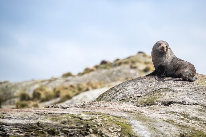 Doubtful Sound Wilderness Cruise from Queenstown - The Sum Up
