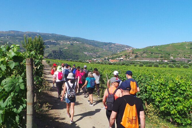 Douro: luxury walking tour with full lunch at Quinta da Pacheca - FAQ