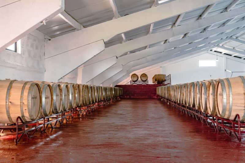 Douro: Martha's Harvest - DOC Wine Tour and Tasting - The Experience in Detail