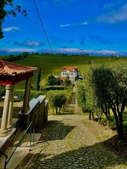 DOURO PREMIUM - In-Depth Wine Tasting and Vineyard Tour (2 hours)