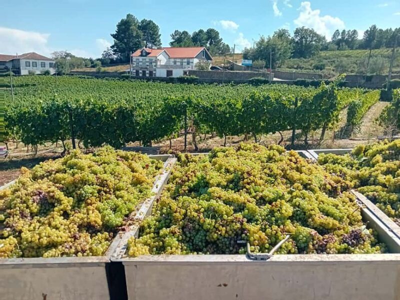 Douro Valley: 2 Vineyard Visits with Lunch and River Cruise - The Sum Up