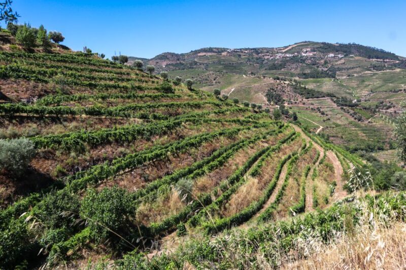 Douro Valley: Douro Valley Tour Including 3 Wineries - In-Depth Look at the Douro Valley Tour
