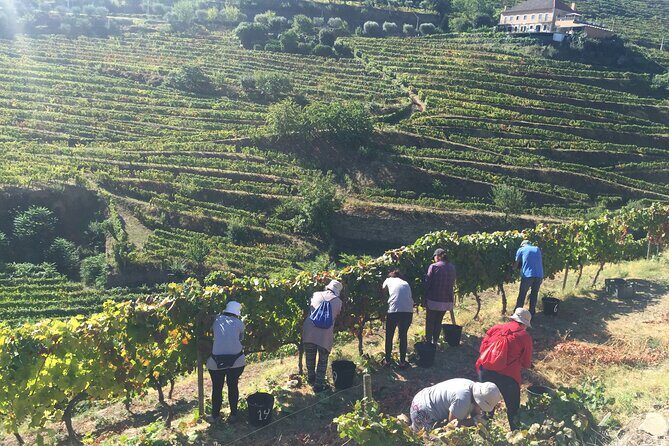 Douro valley Majestic - Final Thoughts
