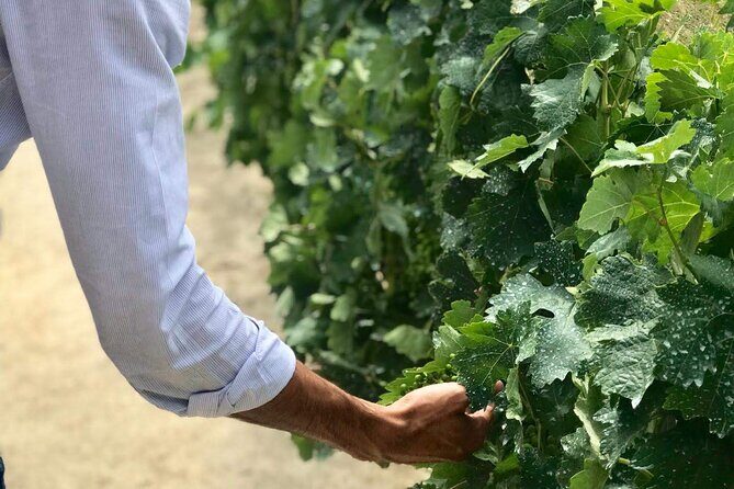 Douro Valley Premium Tours - Private Driver & Guide - A Few Considerations