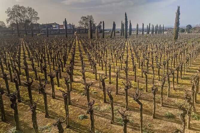 Douro Valley private tour from Lisbon - Frequently Asked Questions