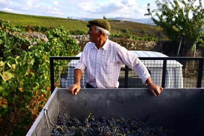 Douro Valley: Provesende and São Cristóvão Guided Hike - What to Expect From the Experience