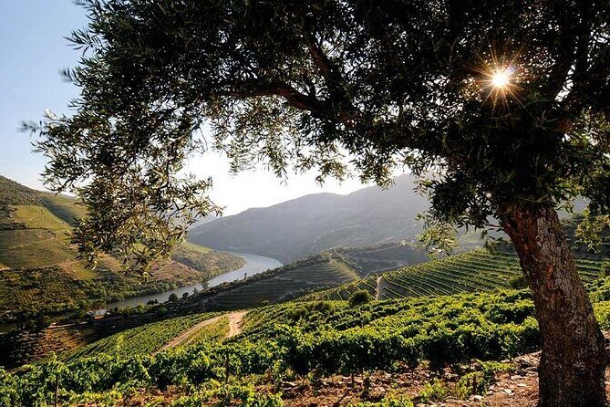 Douro Valley Small-Group Tour: 2 Wineries, Lunch, Optional Cruise - FAQs