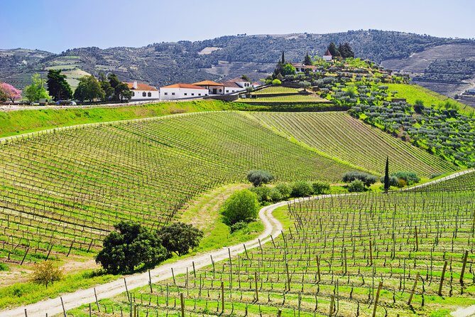 Douro Valley tour from Porto - The Experience: What’s Included and How It Unfolds