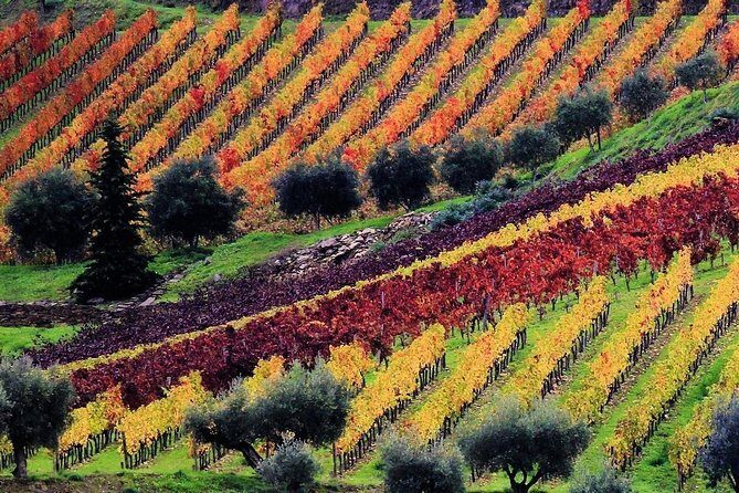 Douro Valley tour from Porto - Frequently Asked Questions (FAQs)