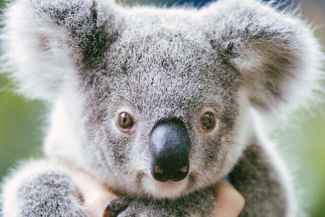 Dreamworld Gold Coast 1-Day Pass Thrills & Wildlife Encounters - The Sum Up