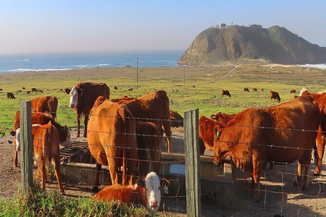 Driving the California Coast: A Self-Guided Audio Tour - Final Thoughts