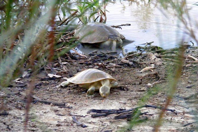 Drover's Sunset Cruise includes Smithy's Outback Dinner and Show - The Value and Practicalities