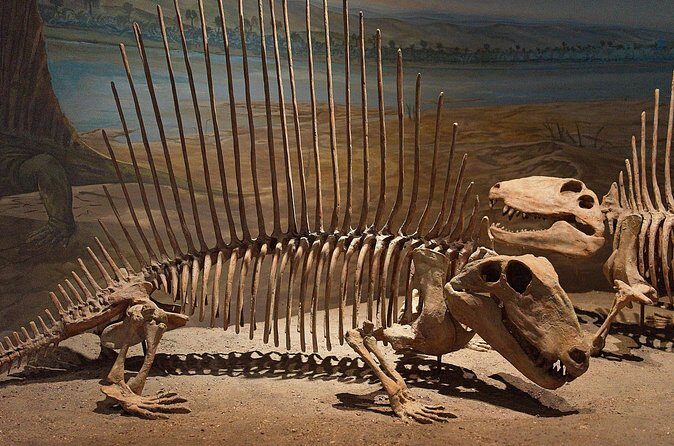 Drumheller and Badlands Full-Day Tour with a Small Group - Royal Tyrrell Museum: A Treasure Trove of Fossils