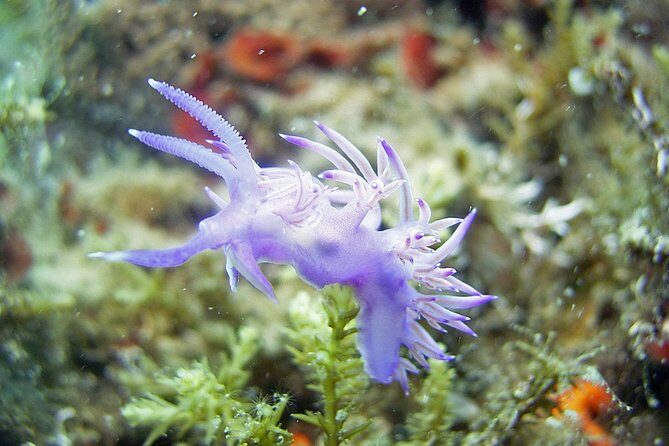 DSD - First time diving course - Insights from Past Participants