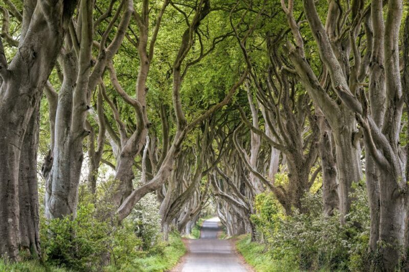 Dublin: Giants Causeway, Dark Hedges, Dunluce & Belfast Tour - A Detailed Look at the Tour Experience