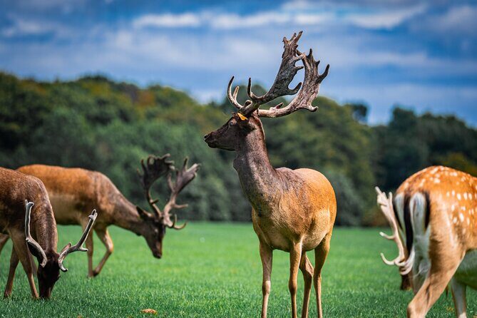 Dublin Zoo Skip-the-line Tickets and Private Transfers - A Closer Look at the Dublin Zoo Experience