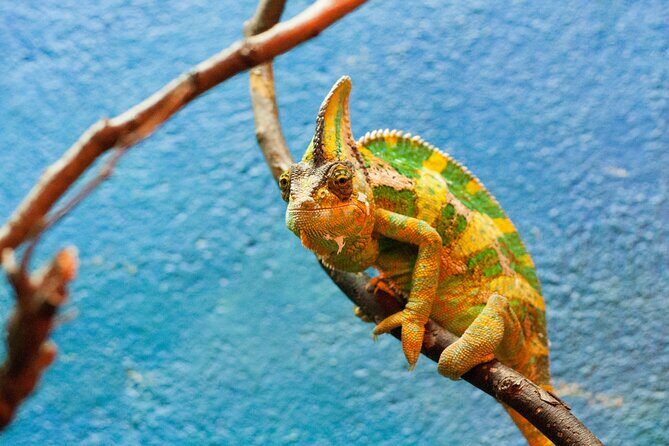 Dublin Zoo Skip-the-line Tickets and Private Transfers - Authentic Perspectives from Visitors