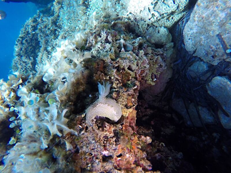 Dubrovnik: 1-Day Discover Scuba Diving Course - Dubrovnik: 1-Day Discover Scuba Diving Course – A Down-to-Earth Look