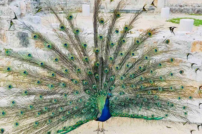 Dubrovnik Boat Tour: Lokrum Island, Betina Cave & St.Jacobs Beach - An Honest Look at the Dubrovnik Coastal Experience