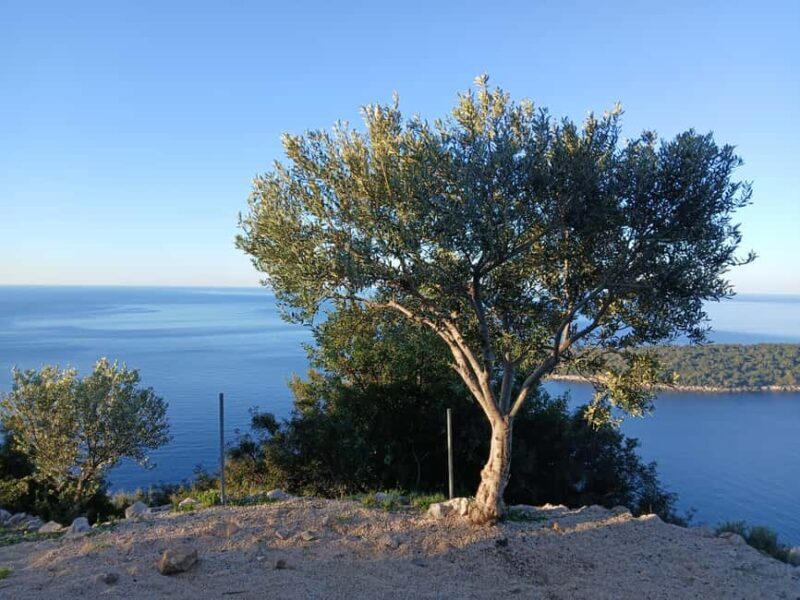 Dubrovnik: Early Nature Walk with a Historical Twist - Key Points