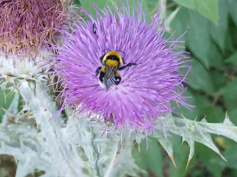 Dubrovnik: Early Nature Walk with a Historical Twist - A Deep Dive into the Dubrovnik Dawn Walk