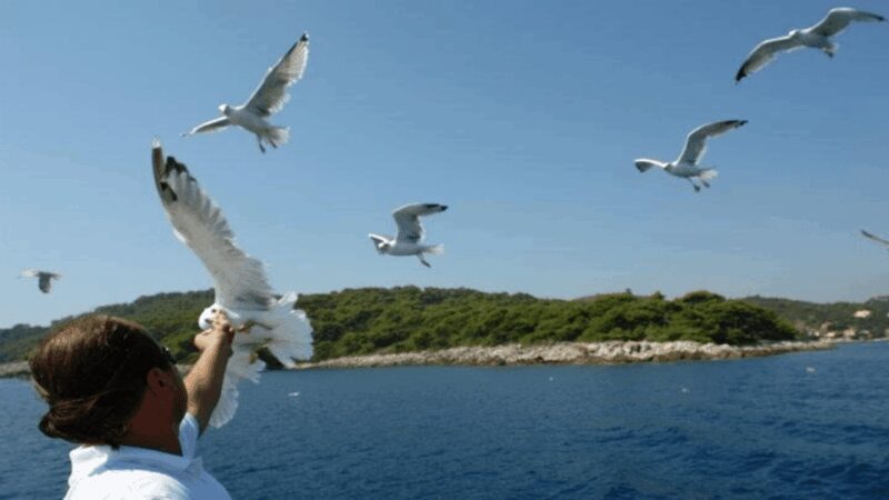 Dubrovnik: Elaphiti Islands Boat Cruise with Lunch & Drinks - FAQ