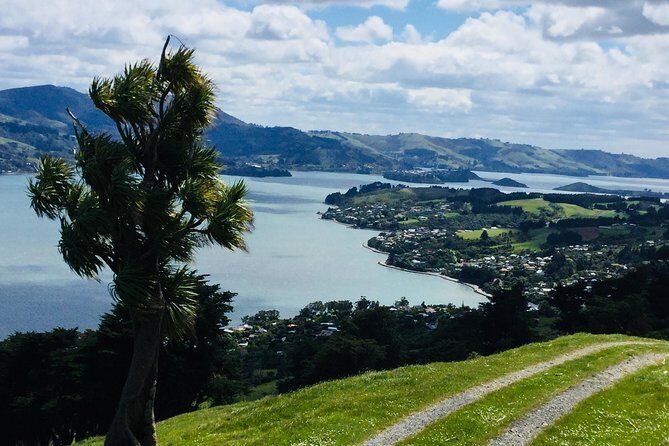 Dunedin City Highlights, Otago Peninsula Scenery & a Guided Penguin Reserve Tour - FAQ