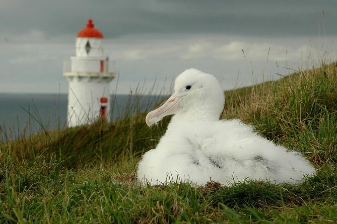 Dunedin City Highlights, Otago Peninsula Scenery & Albatross Guided Tour - Final Thoughts: Is This Tour Right for You?