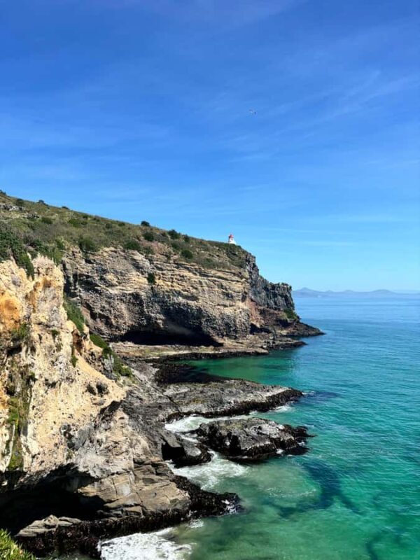 Dunedin City & Otago Peninsula Scenery Day Tour - Key Points