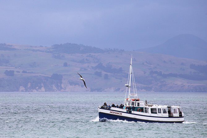 Dunedin City to Sea Wildlife Cruise + Peninsula Bus Tour - An In-Depth Look at the Tour Experience