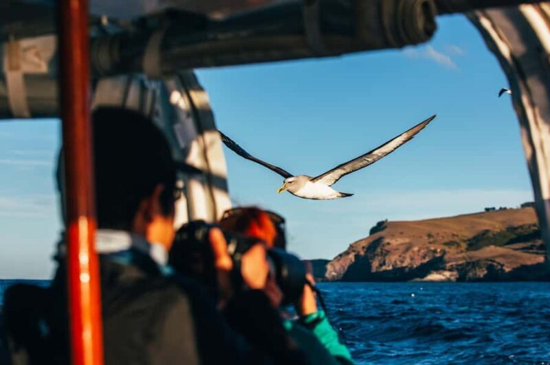 Dunedin: Monarch - One Hour Wildlife Cruise - FAQs