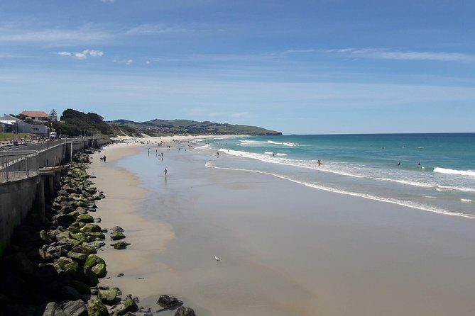 Dunedin Nature & City Tour  Full Day Cruise Excursion - Authentic Traveler Insights and Review Highlights