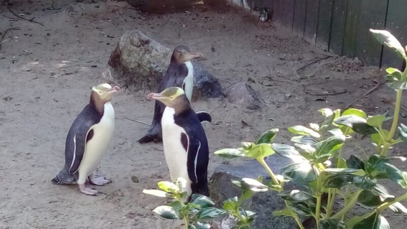 Dunedin: Otago Peninsula with Guided Penguin Reserve Tour - Who Would Love This Tour?