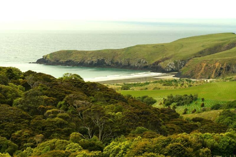 Dunedin: Wildlife and Penguin Tour - Key Points