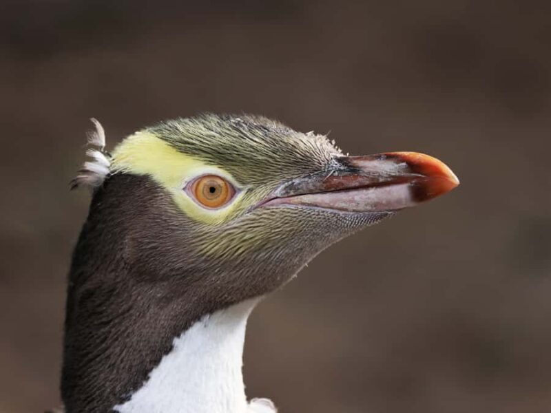 Dunedin: Wildlife and Penguin Tour - The Experience: What You Can Expect from Start to Finish