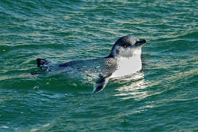 Dunedin Wildlife Cruise-Albatross, seals and harbour - Real Traveler Experiences