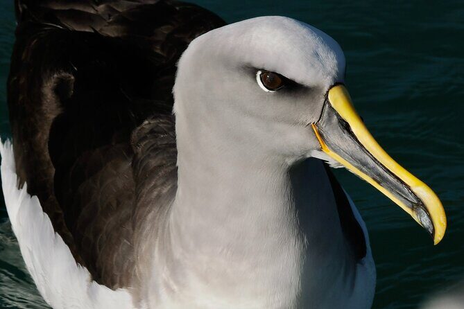 Dunedin Wildlife Cruise-Albatross, seals and harbour - FAQs