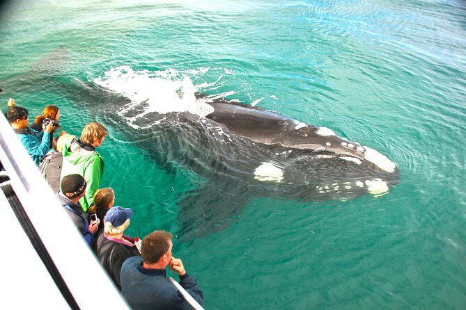 Dunsborough Whale Watching Eco Tour - What You Can Expect on the Dunsborough Whale Watching Eco Tour