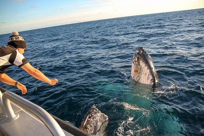 Dunsborough Whale Watching Eco Tour - The Sum Up: Is the Dunsborough Whale Watching Eco Tour Worth It?