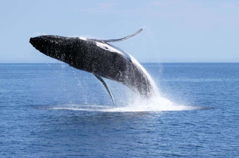 Dunsborough: Whale Watching Tour - Key Points
