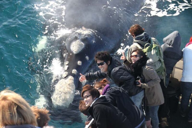 Dunsborough: Whale Watching Tour - The Experience — What You’ll Feel and See