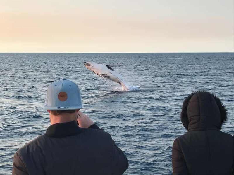 Dunsborough: Whale Watching Tour - The Sum Up