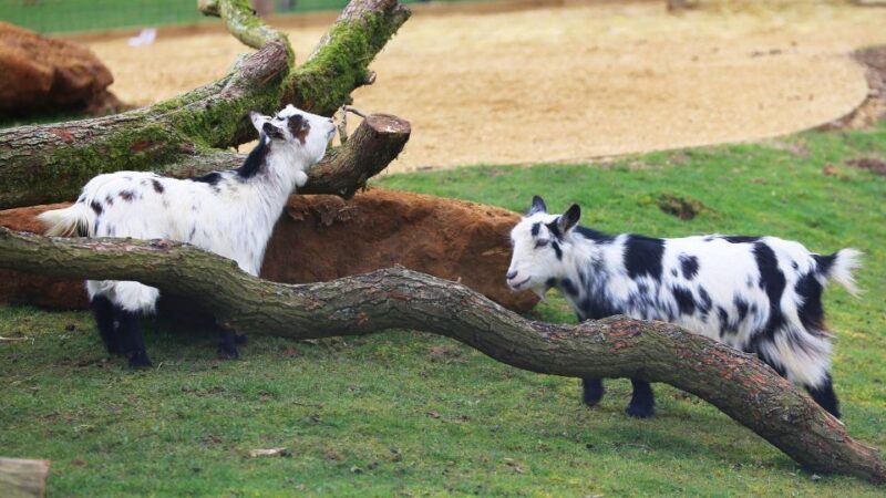 Dunstable: Whipsnade Zoo Full-Day Entrance Ticket - Key Points