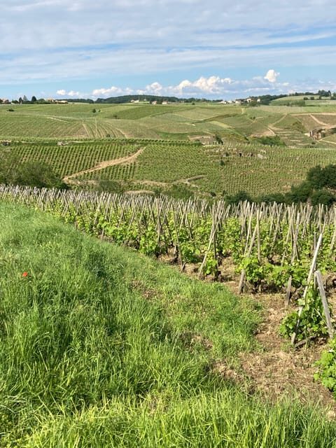 DUO PARENTS CHILDREN WINE CÔTE-RÔTIE TOUR VISIT - The Practical Side: Logistics and Value